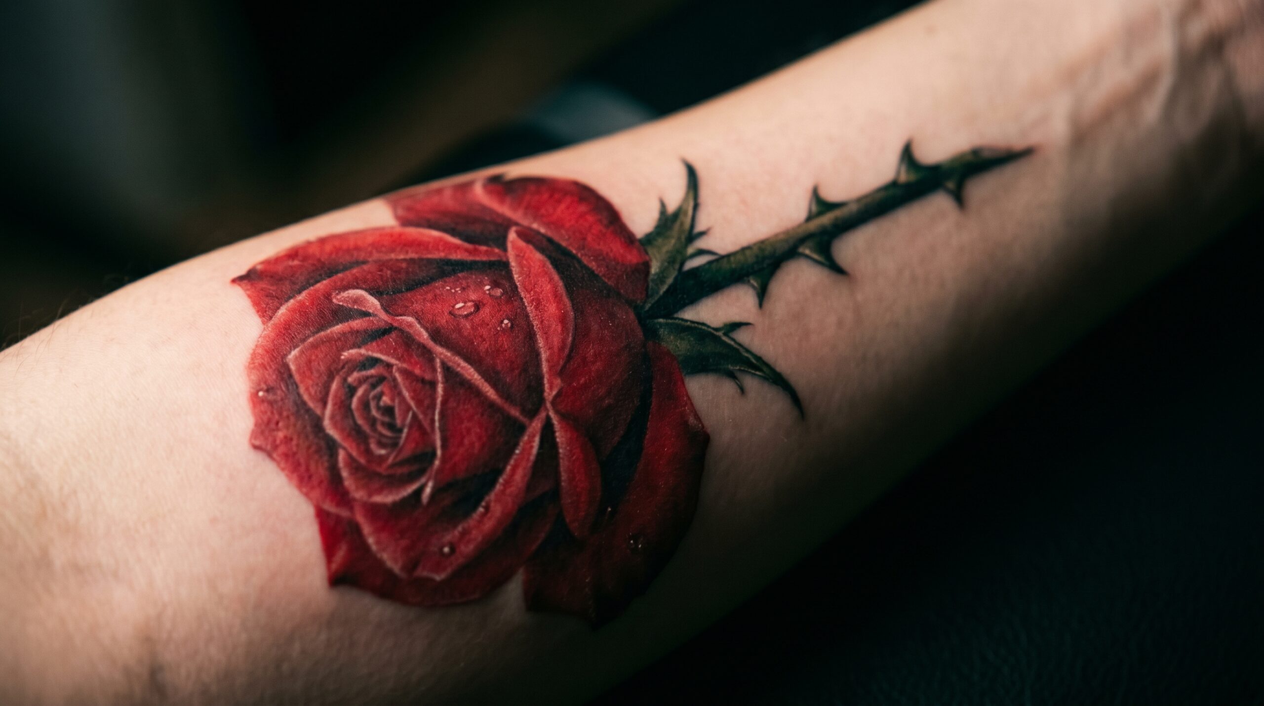 "Primo piano fotografico artistico di alta qualità di un tatuaggio realistico raffigurante una rosa rossa su pelle pulita. I petali appaiono morbidi come velluto con piccole gocce di rugiada, in contrasto con spine affilate verde scuro sul gambo, creando un effetto elegante e realistico."