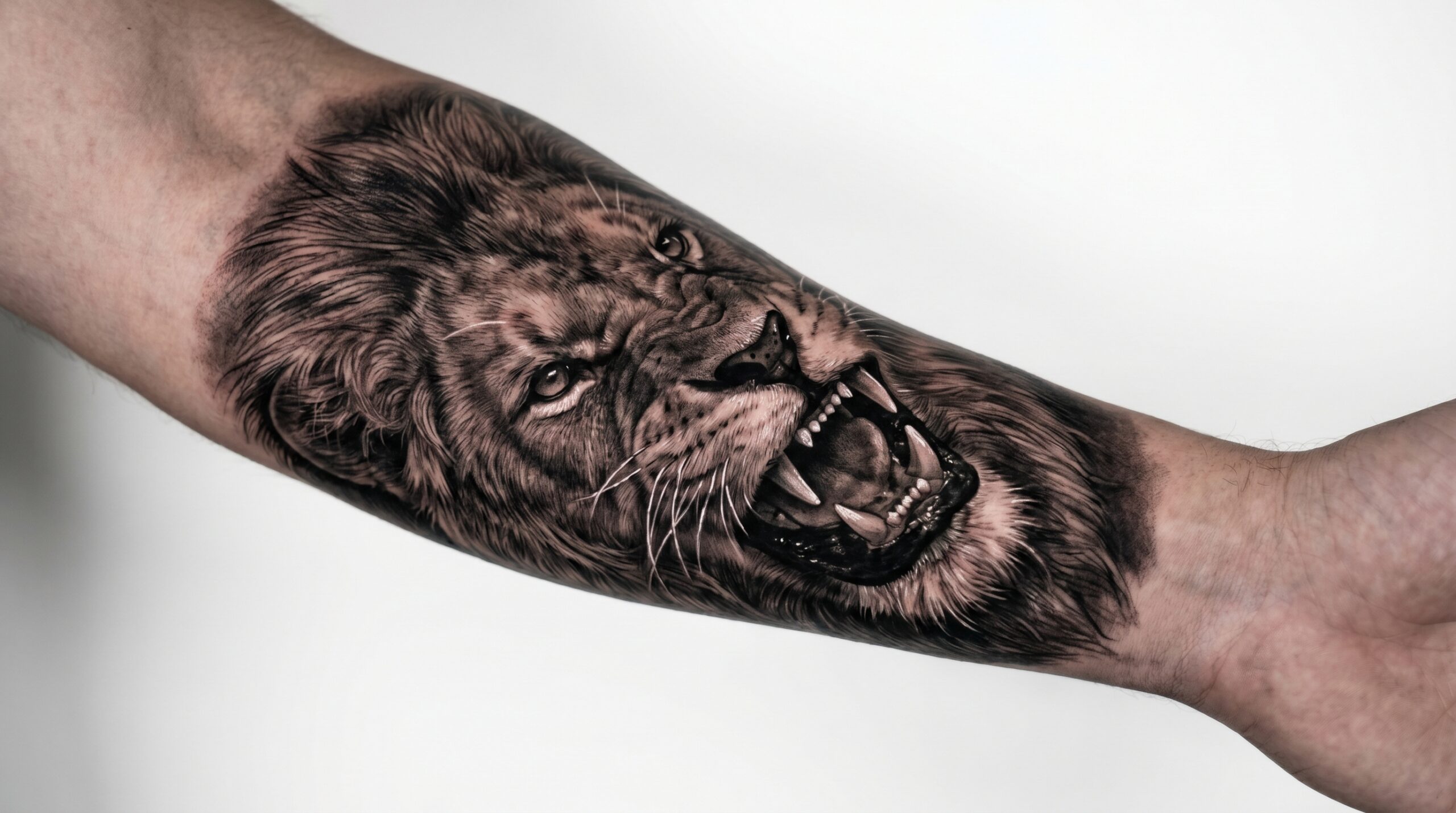 "Tatuaggio realistico Black and Grey di una testa di leone ruggente che occupa l’intero avambraccio, con criniera ricca di dettagli, ombre profonde, riflessi realistici sui denti e sul naso, eseguito con straordinaria precisione su sfondo bianco."